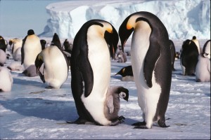 antarctica-population-2013-wildlife