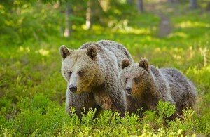 europe-population-2013-wildlife