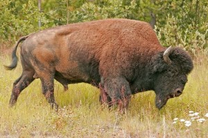 north-america-population-2013-wildlife