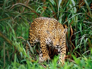 south-america-population-wildlife